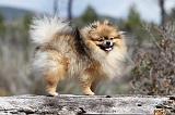 SPITZ ALLEMAND 329